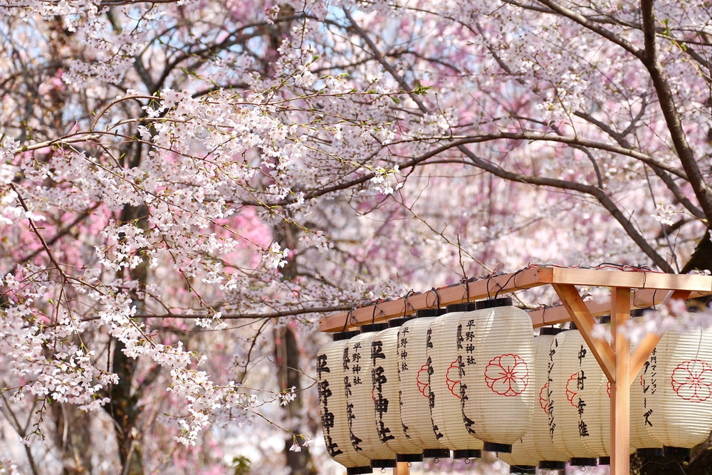 Sekarang Enggak Perlu Ke Jepang, Lo Bisa Melihat Bunga Sakura di Negara Ini